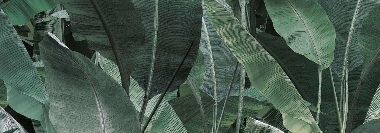jungle - thai banano 泰國香蕉 - NEJUTB2001